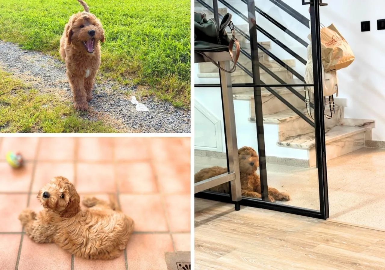 como es la colmena de ana perros